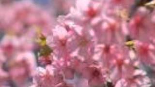 創価合唱団「散る桜」作詞山本伸一(池田大作)、作曲杉野泰彦