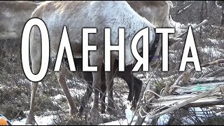? ЮЖНАЯ ЯКУТИЯ Стойбище эвенков, Оленята. Тайга ?