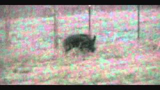 Land Destroying Hog Smoked with a 45ACP Carbine Using Glow Ammo http://www.glowammo.com