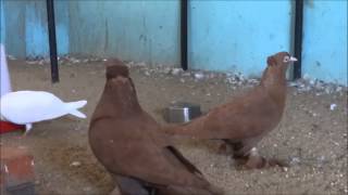 Indian Fancy Pigeon Breeds