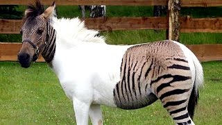 5 Tierkreuzungen - Die man gesehen haben muss!