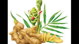 Adrak / Ginger ki production technology Dr Ashraf Sahibzada