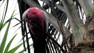 Papageien im Loro Parque