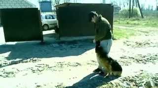Собака выбегает за ворота - сложный этап дрессировки
