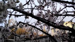 Монилиоз на абрикосах. Пора действовать.