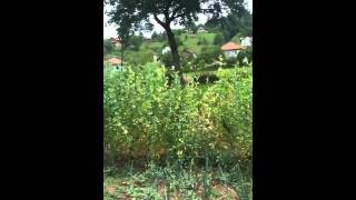 Roje rojevi matice rojenje  honey bees med vosak proplis