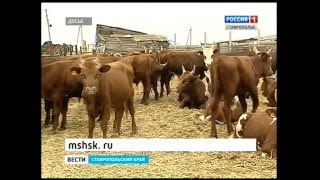 Начинающие фермеры получат гранты
