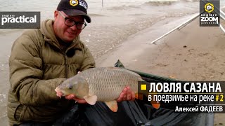 Ловля сазана в предзимье на реке. Алексей Фадеев. Часть 2