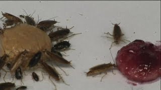 Quand les cafards développent une aversion au sucre pour survivre - science