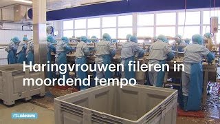 Haringvrouwen fileren in moordend tempo: '500 per uur'