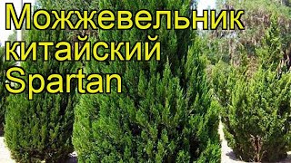 Можжевельник китайский Спартан. Краткий обзор, описание характеристик juniperus chinensis Spartan