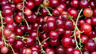 Выращивание смородины. Уход за смородиной