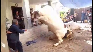 Most Beautiful Cow Qurbani 2018 | Most Beautiful White Bull Qurbani 2018