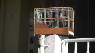 καρδερινάκι με σπάνιες φωνές (excellent goldfinch) carduelis with nice voice