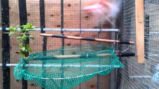 Bird Trap, Automatic, Vogelfalle, Vogelval, Kloben, Schlagnetz, Salzkammergut, Zywolapka, Pasc,