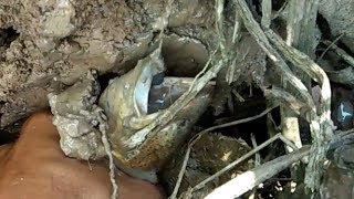 Câu lươn , lần đầu lập kỷ luật câu con lươn khủng lồ / mancing belut