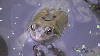 Wildlife Monthly: March - Common Frogs