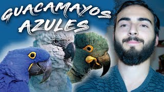 LOS GUACAMAYOS AZULES | Ave de la película RIO EXTINTA!