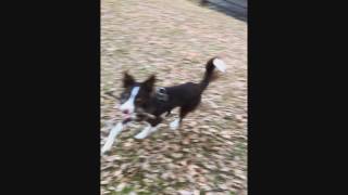 vincent scent training 20170101