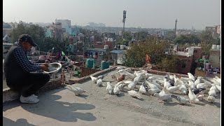 Sajid Bhai k Kabootar, 25 January 2020
