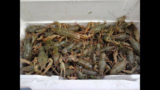 Подводная охота на рака летом р.Дон - пеленгас сазан карась