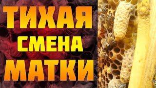 Тихая смена матки пчёлами?Молодая матка поёт?.Моточник тихой смены