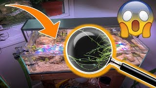 DESERT AQUARIUM - INFESTED WITH PEST PLANT UTRICULARIA GIBBA