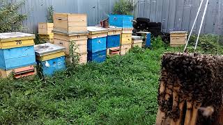 ПЧЕЛОВОДСТВО ЛОВИМ РОЙ  Секреты начинающим