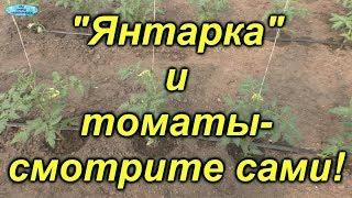 Это интересно! Помидоры через три дня после полива янтарной кислотой.