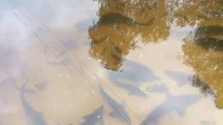 Выращивание осетровых в пруду