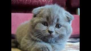 Шотландская супер щекастая голубая вислоухая кошечка