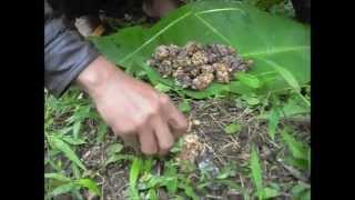 Authentic Wild Kopi Luwak (Civet Coffee) Process - JPW Coffee