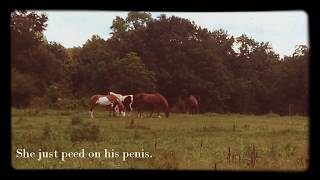 Some Serious Horse Drama. [Warning: Horses Mating.]