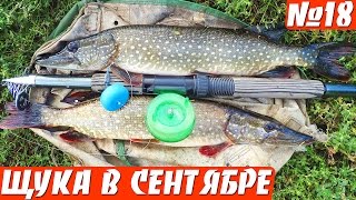ЛОВЛЯ ЩУКИ  ОСЕНЬЮ НА УДОЧКУ (щука на поплавок)