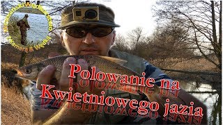 Jaź z Prosny| Okonie na paproszki| Spinning i feeder