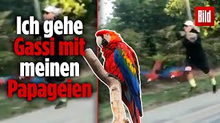 Dieser Mann nimmt seine Papageien an die Leine und geht mit ihnen laufen