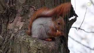 Белки орехи видео 4к // eye squirrel video 4k Nikon d500