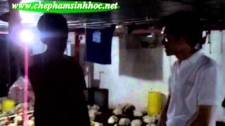 Trang trại chăn nuôi gà trên đệm lót sinh thái với chế phẩm sinh học balasa N01