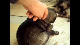 Caucasian Shepherd dog,Ποιμενικος Καυκασου,Кавказская Овчарка