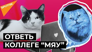 Кошкин дом: активисты открыли коворкинг с котами