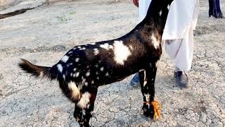 Pure taapri bakri for sale Attaullah goat Farm 03312216262.7.12.2019