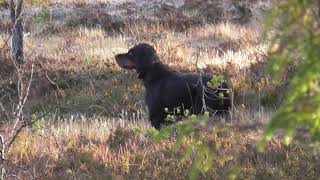 Skogsfugljakt i Trøndelag  November 2018, med fuglehund.