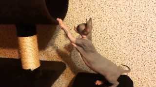 Котята сфинксы. Sphynx cats