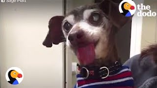 Dog Abused at Puppy Mill Goes Viral, Gets Rescued | The Dodo