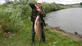 Белый амур на 18 кг
