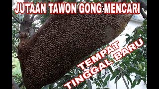 Mengintip Ribuan Tawon Gong/Madu Sedang Mencari Tempat Tinggal