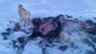 Волки съели лося!Стая волков задавила сохатого на реке Гуджал.
