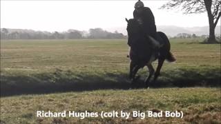 Foxwedge colt   Racehorse Syndicate   Charlie Fellowes