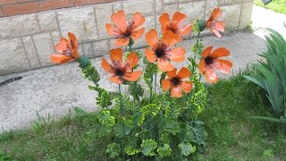 Цветы из пластиковых бутылок на даче! Идеи для дачи, сада