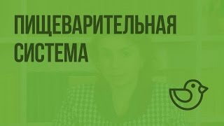 Пищеварительная система. Видеоурок по окружающему миру 4  класс